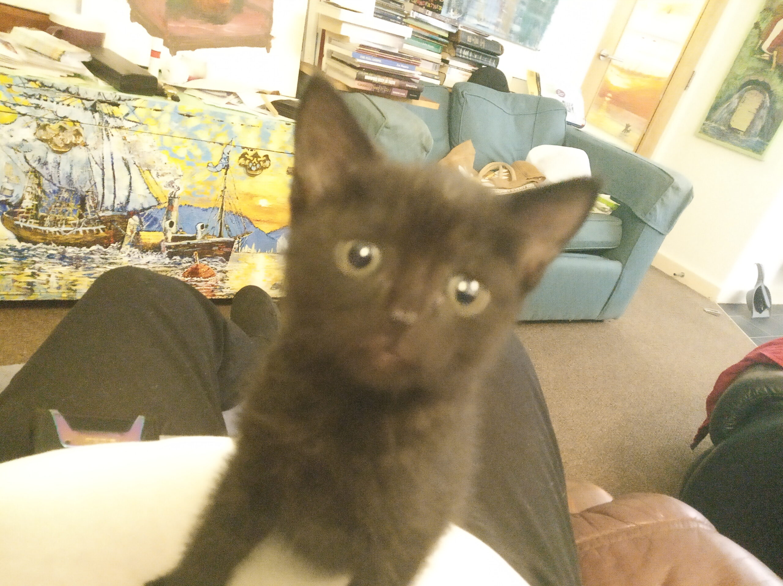 Dad’s cat